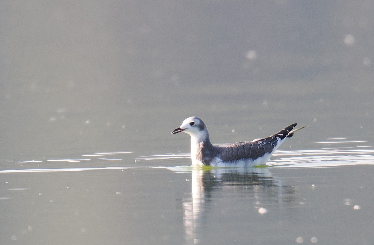Sabine's Gull - ML641761620