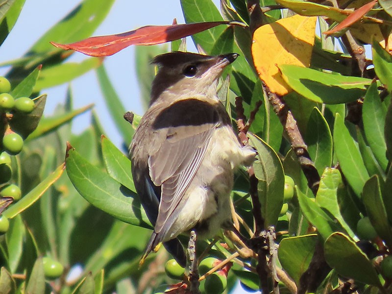 Cedar Waxwing - ML641761664