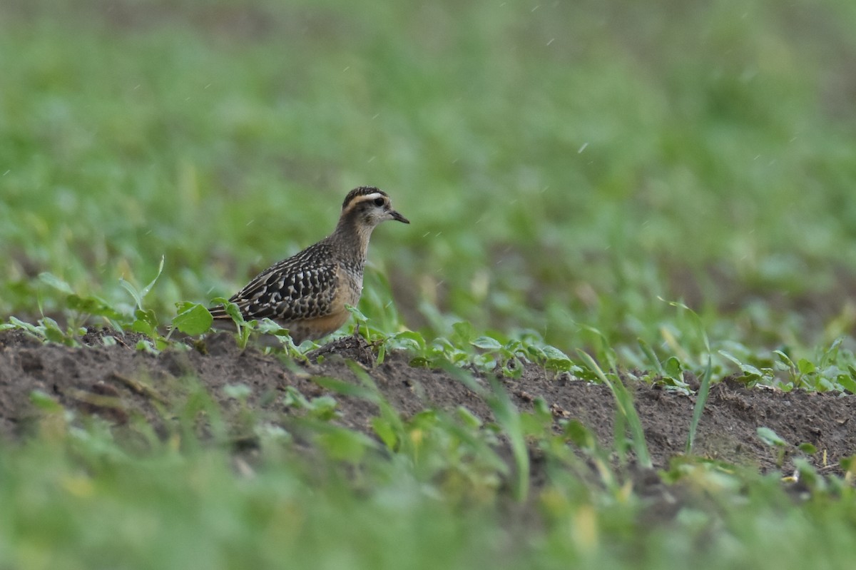 Eurasian Dotterel - ML641761782