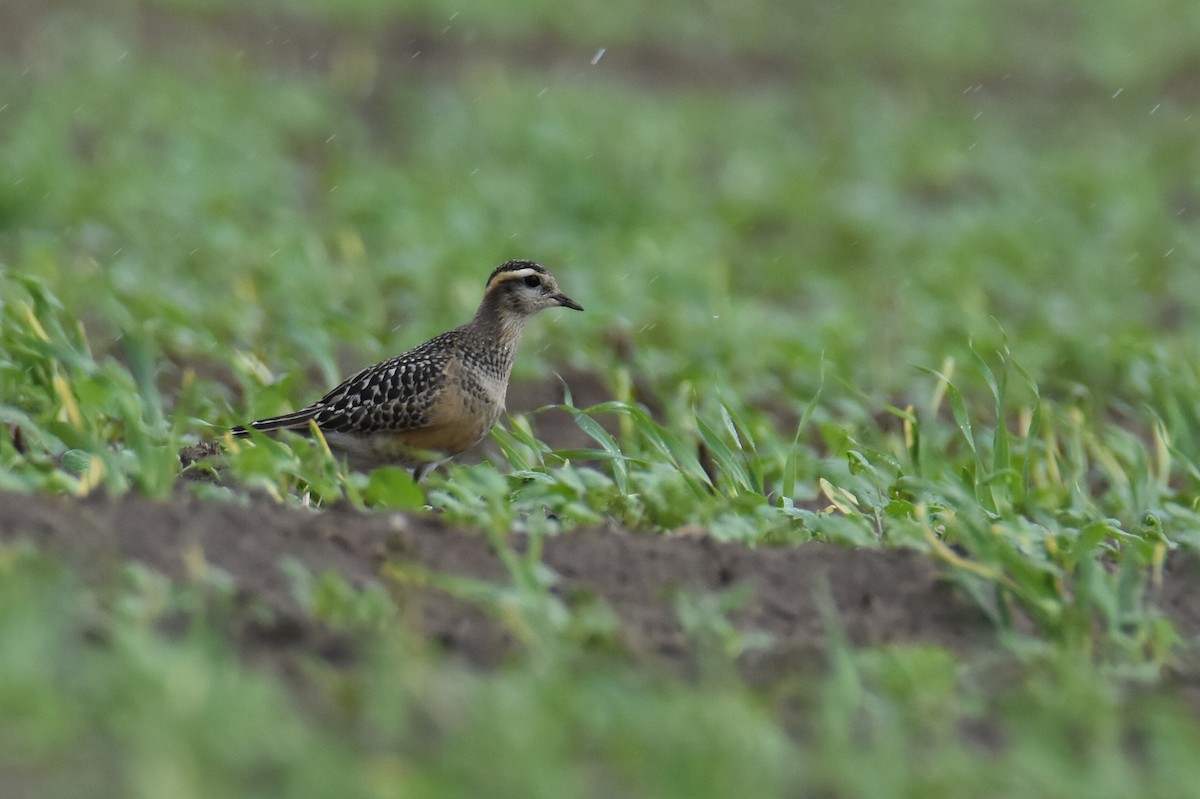 Eurasian Dotterel - ML641761793