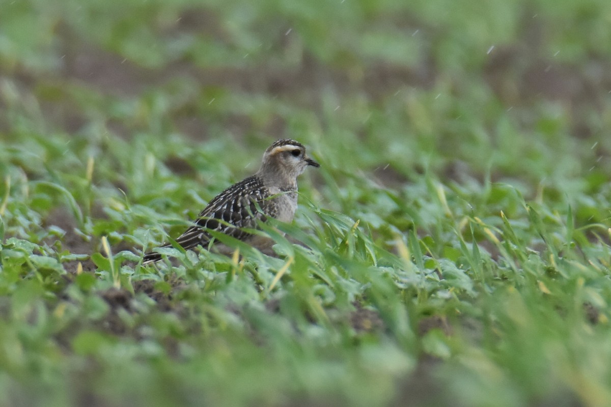 Eurasian Dotterel - ML641761805