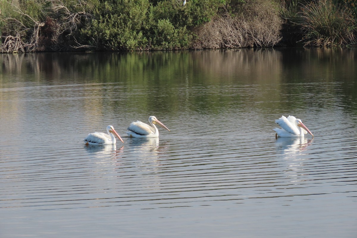 American White Pelican - ML641761808