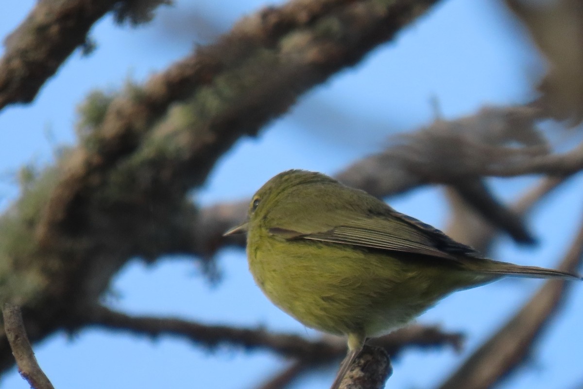 Orange-crowned Warbler - ML641761813