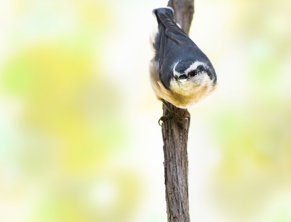 Red-breasted Nuthatch - ML641761862