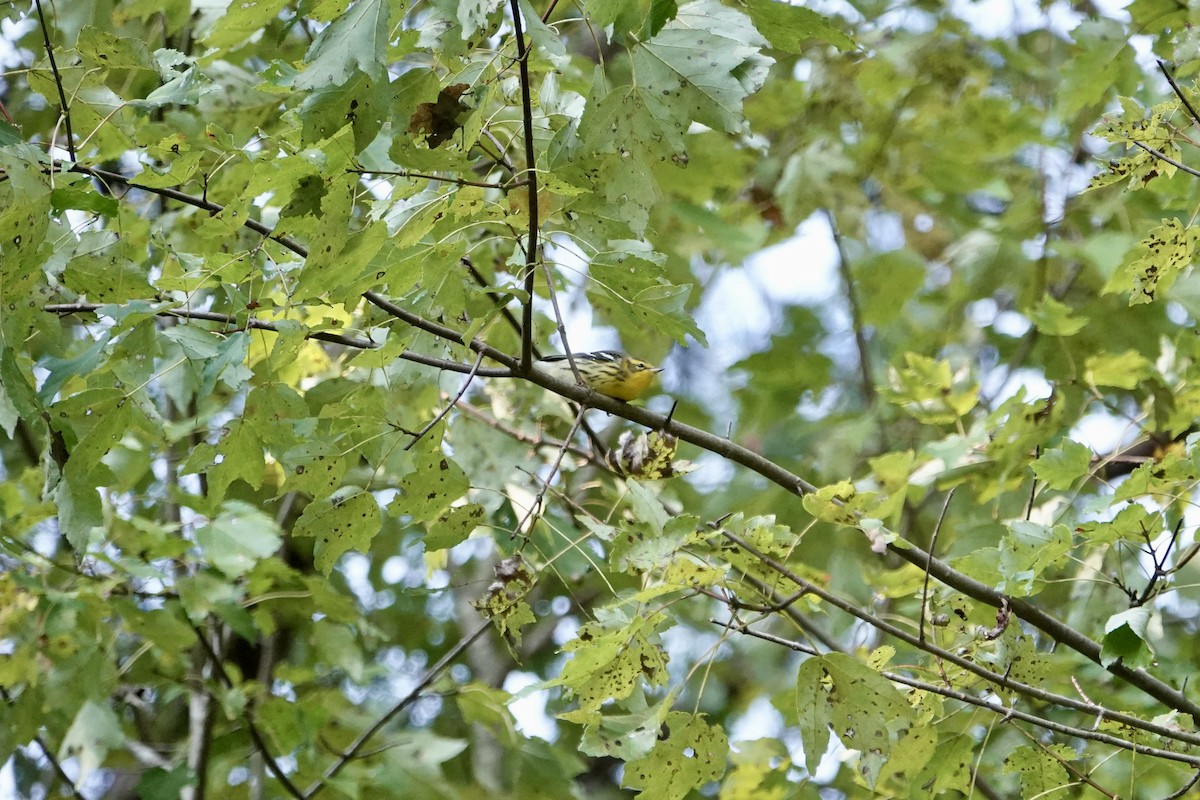 Blackburnian Warbler - ML641761893