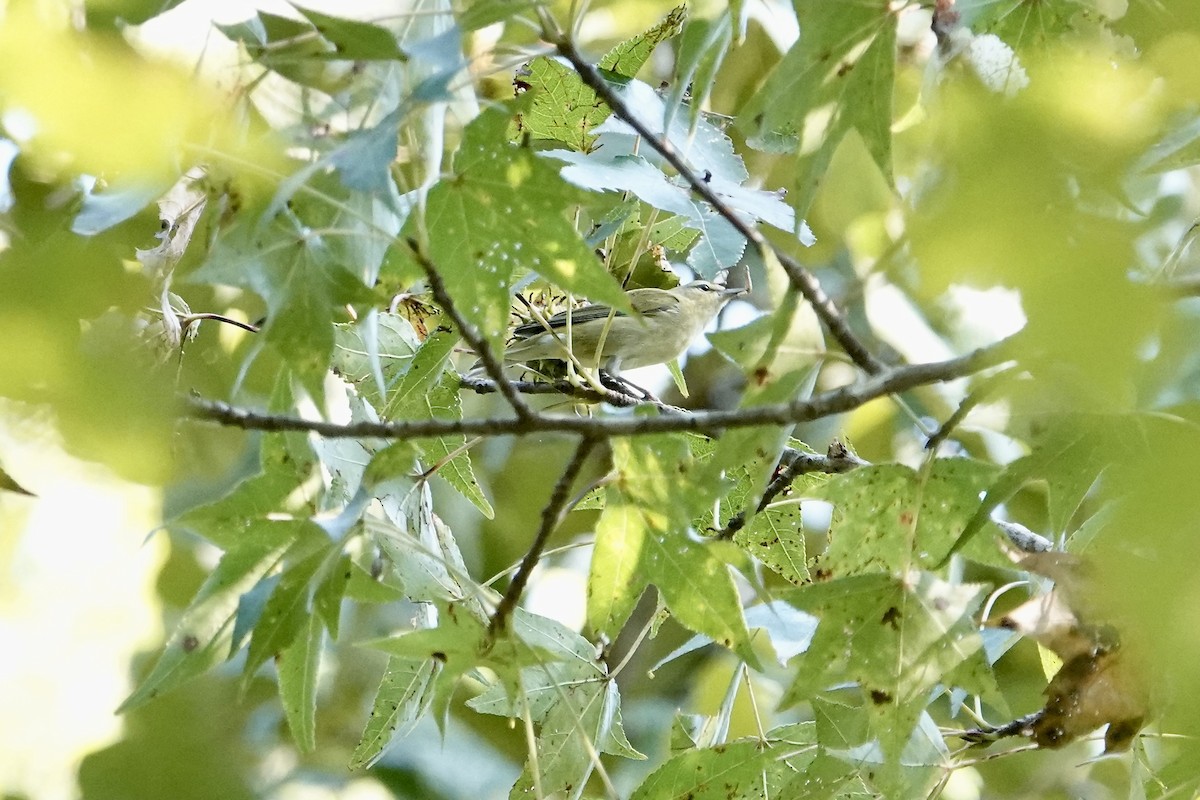 Tennessee Warbler - ML641761897