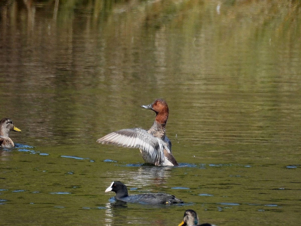 Common Pochard - ML641761906