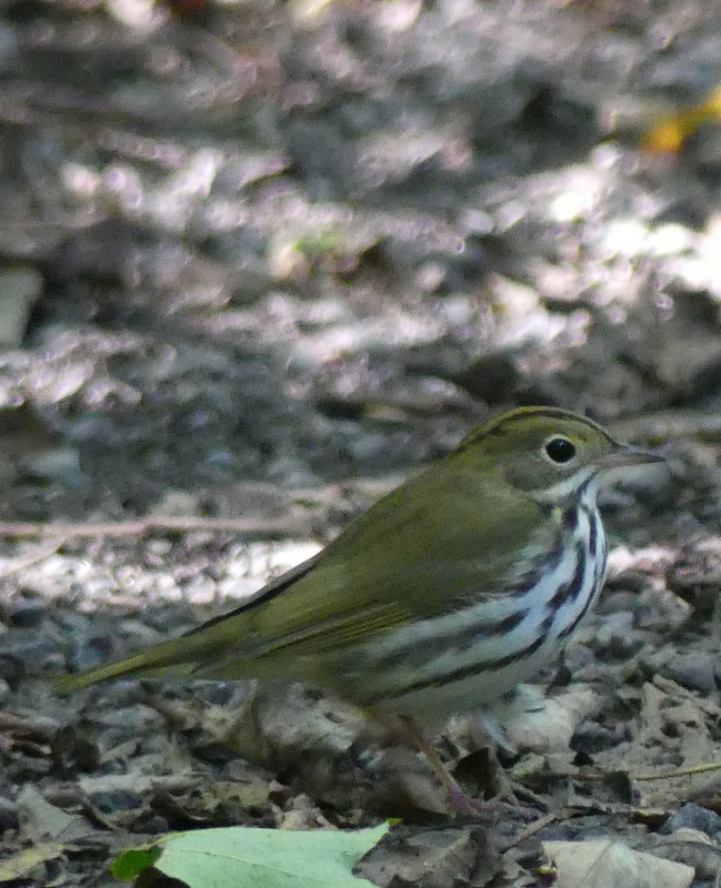 Ovenbird - ML641761921