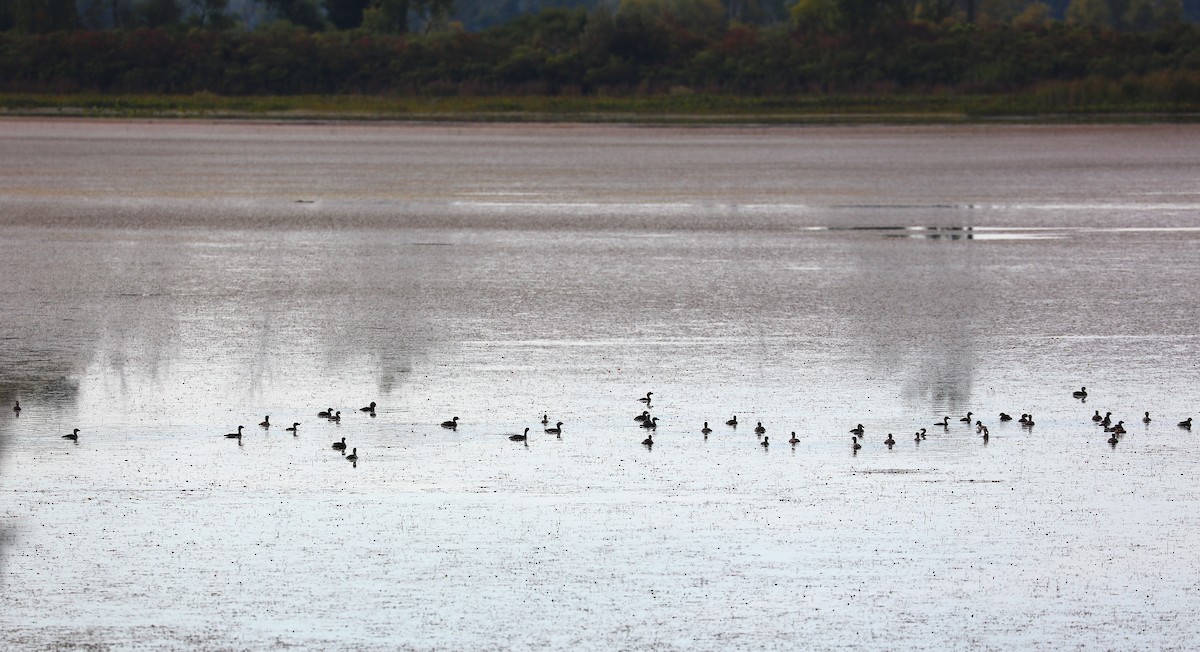 Pied-billed Grebe - ML641761968