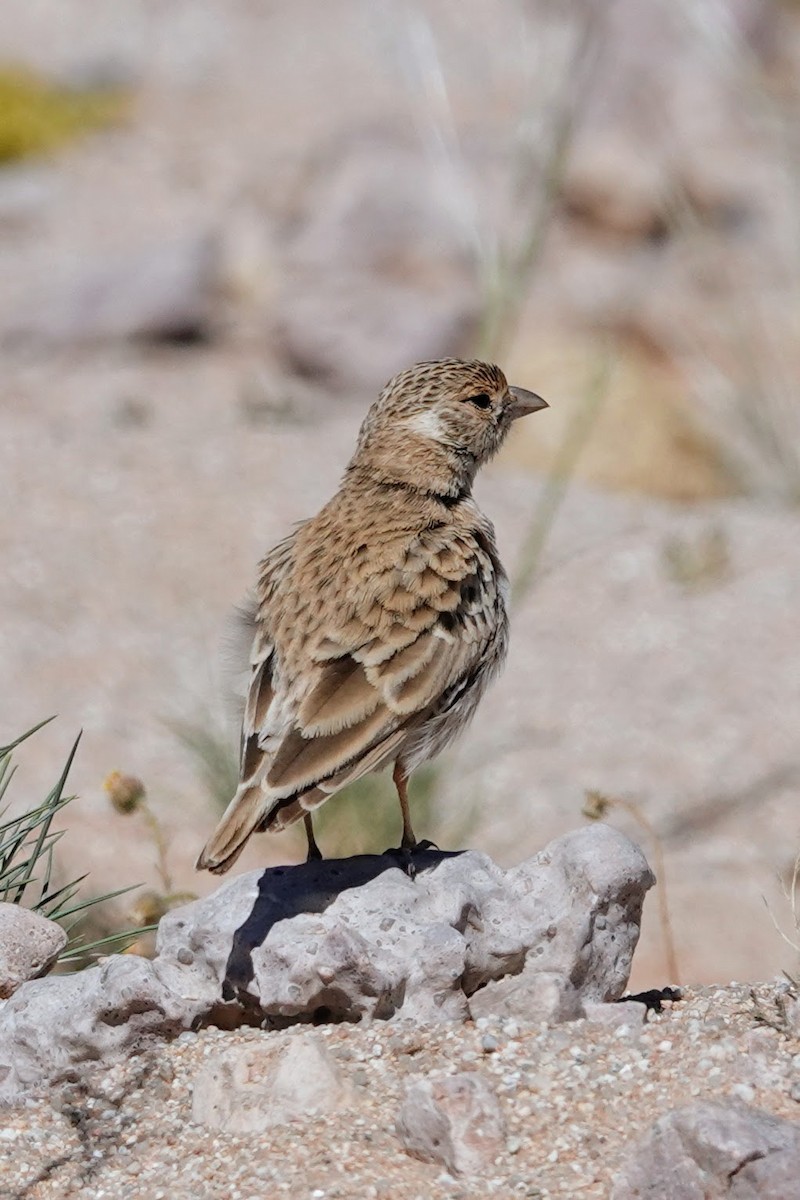 Gray-backed Sparrow-Lark - ML641761981