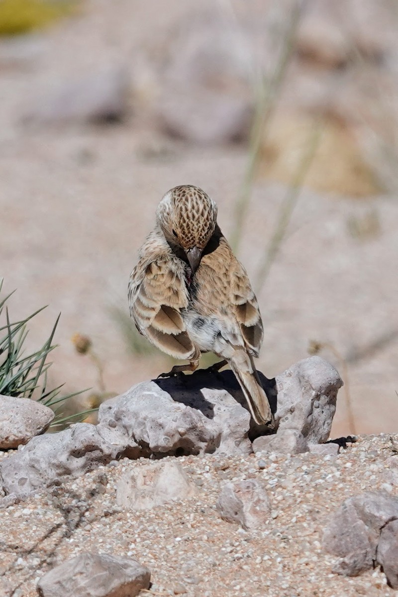 Gray-backed Sparrow-Lark - ML641761982