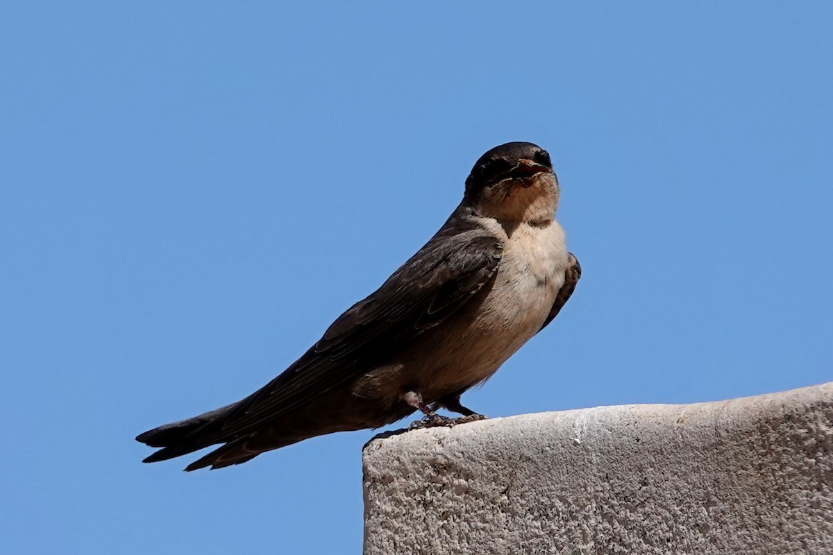 Southern Crag-Martin - ML641761988