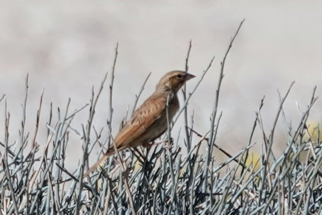 Lark-like Bunting - ML641761990