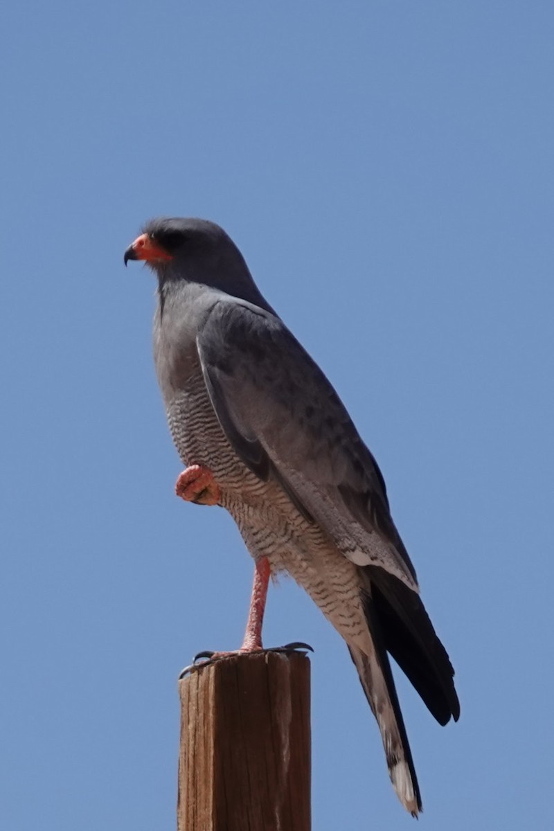 Pale Chanting-Goshawk - ML641762012