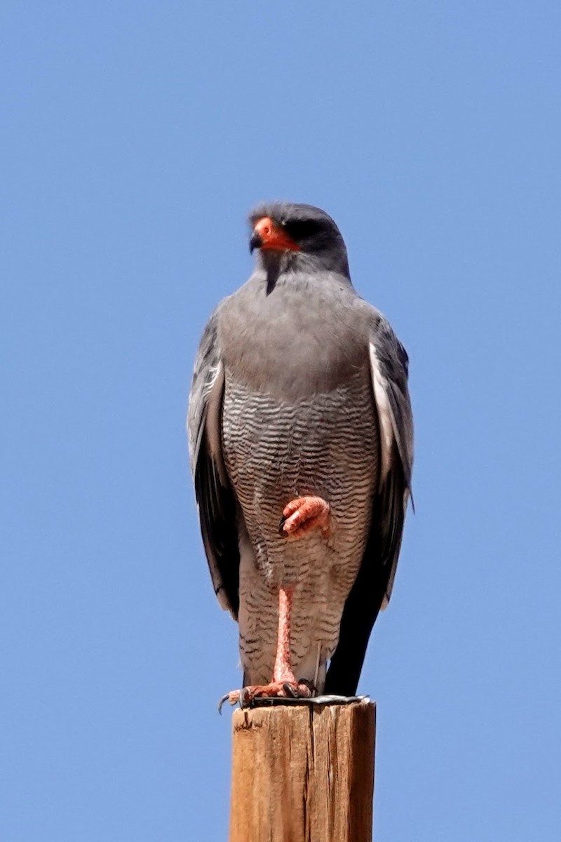 Pale Chanting-Goshawk - ML641762013