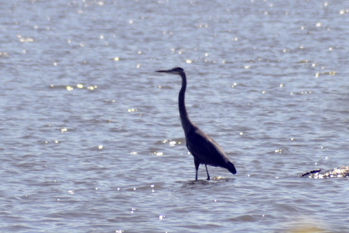 Great Blue Heron - ML641762033