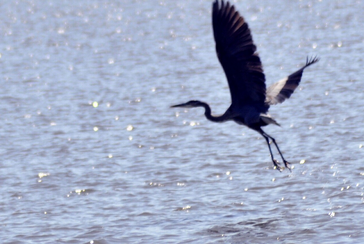 Great Blue Heron - ML641762034