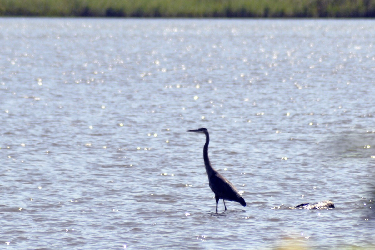 Great Blue Heron - ML641762035