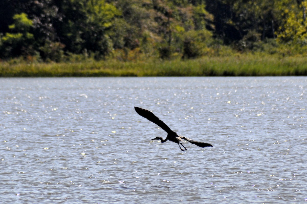 Great Blue Heron - ML641762036