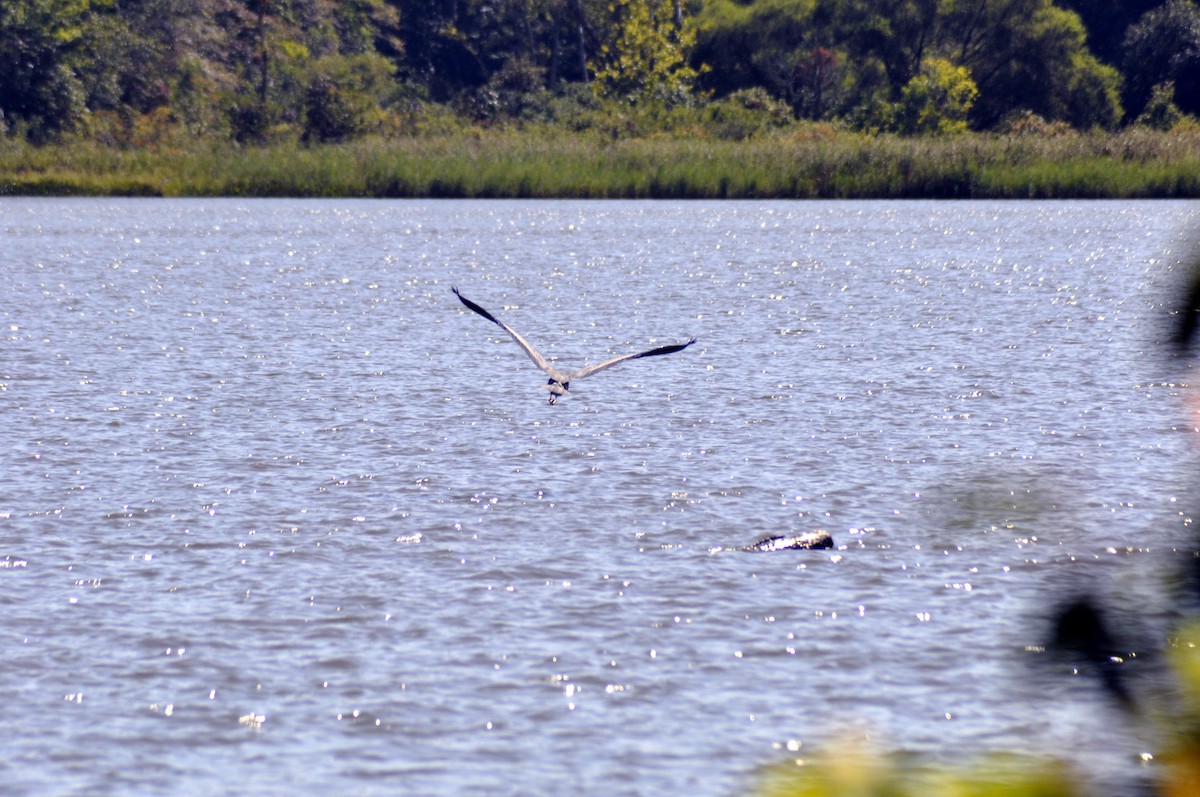 Great Blue Heron - ML641762038