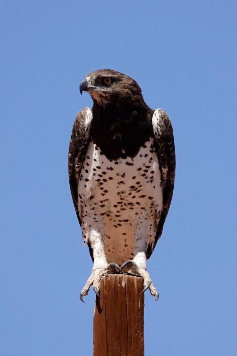 Martial Eagle - ML641762041