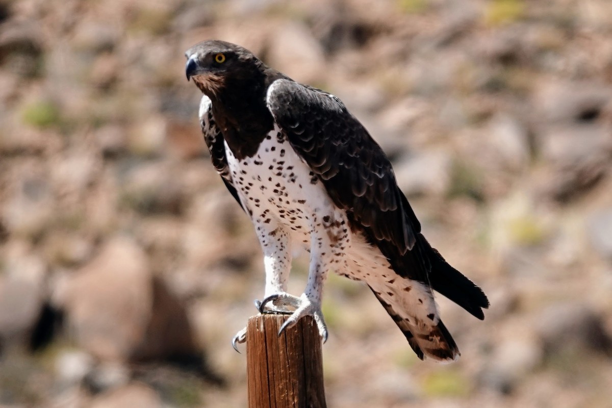 Martial Eagle - ML641762042