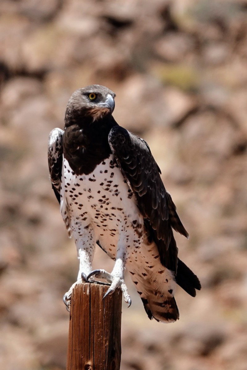 Martial Eagle - ML641762043
