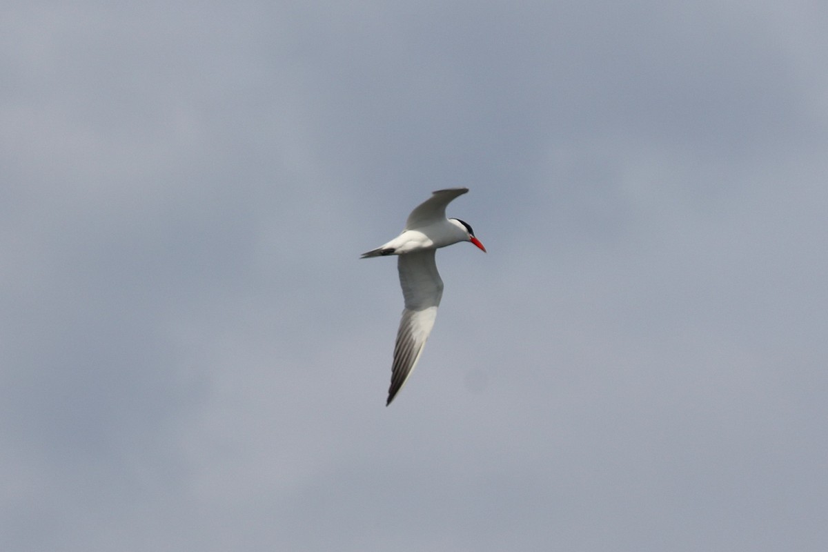 Caspian Tern - ML641762045