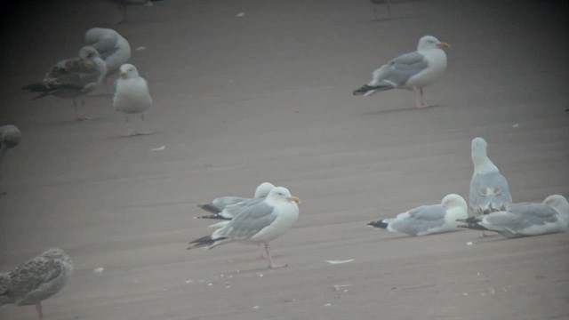 Caspian Gull - ML641762046