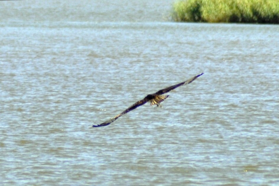 Osprey - ML641762065