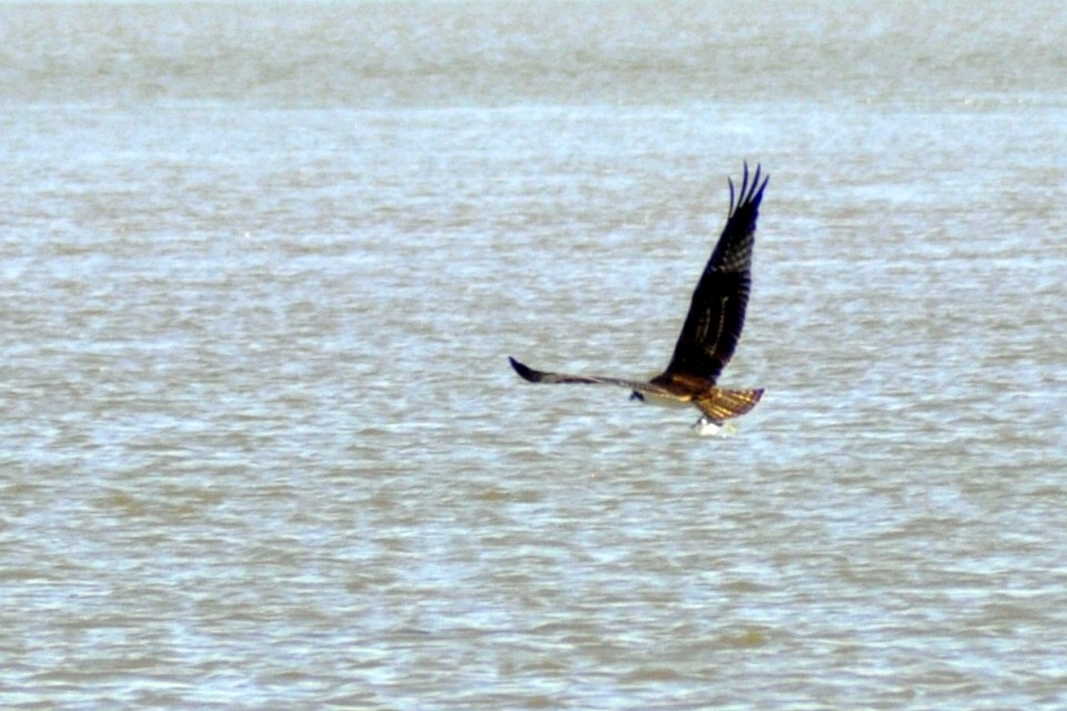 Osprey - ML641762066