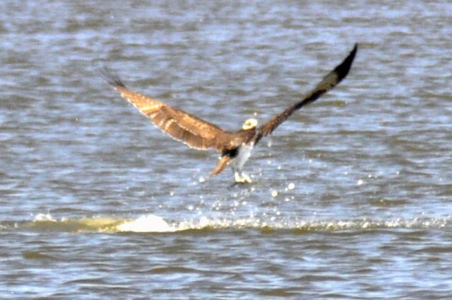 Osprey - ML641762067