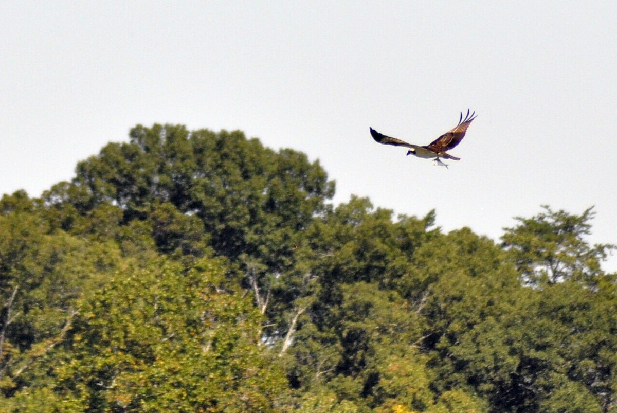 Osprey - ML641762068