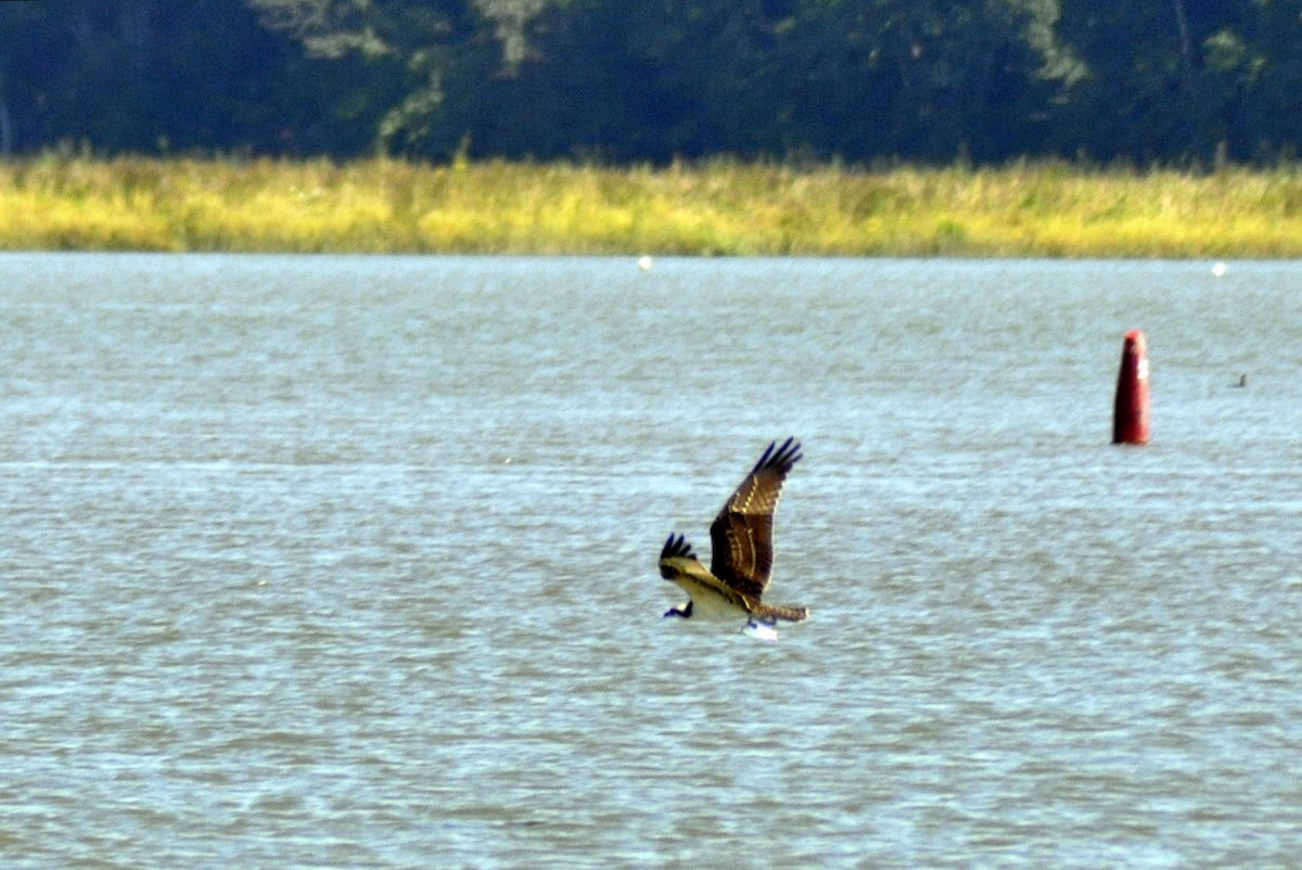 Osprey - ML641762069