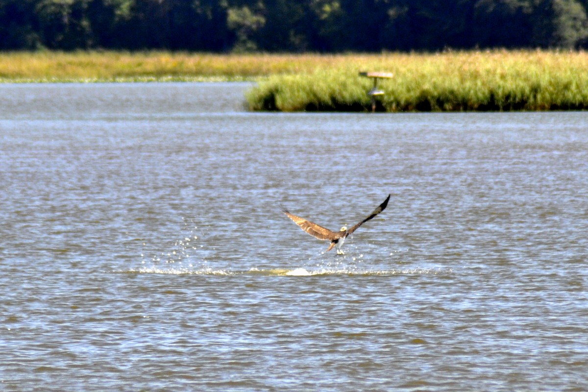 Osprey - ML641762070