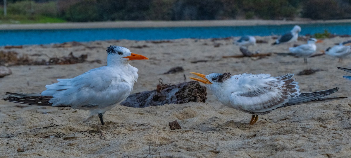 Elegant/Royal Tern - ML641762072