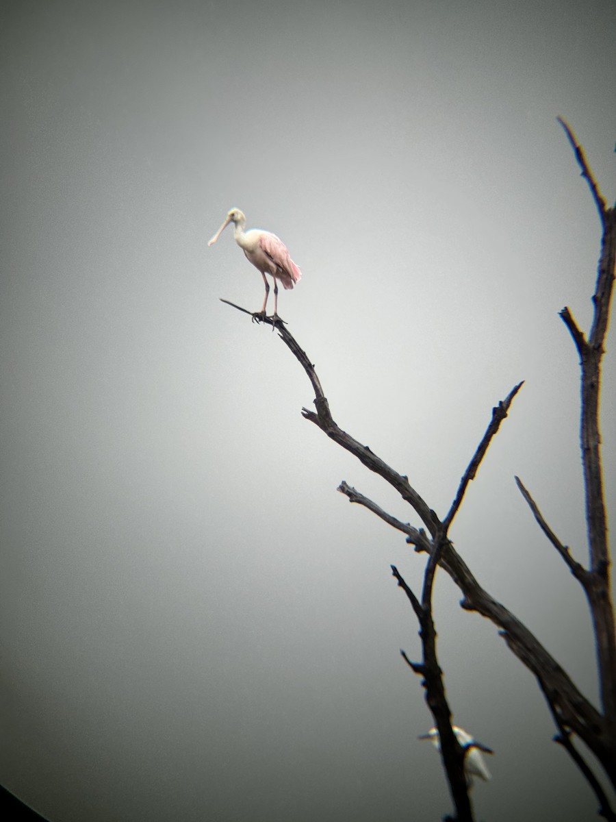 Roseate Spoonbill - ML641762074
