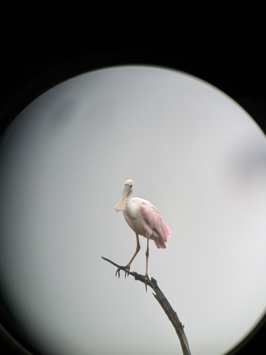 Roseate Spoonbill - ML641762075