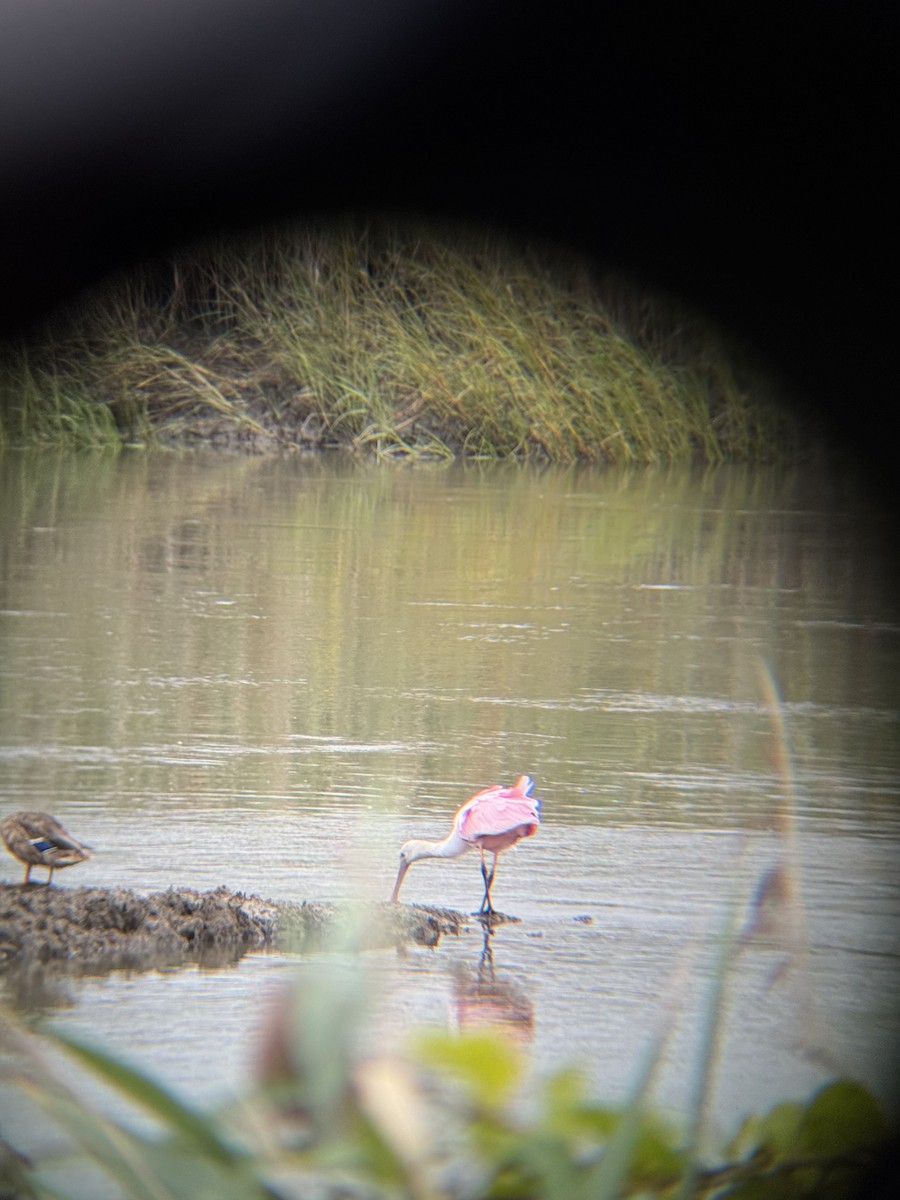 Roseate Spoonbill - ML641762076