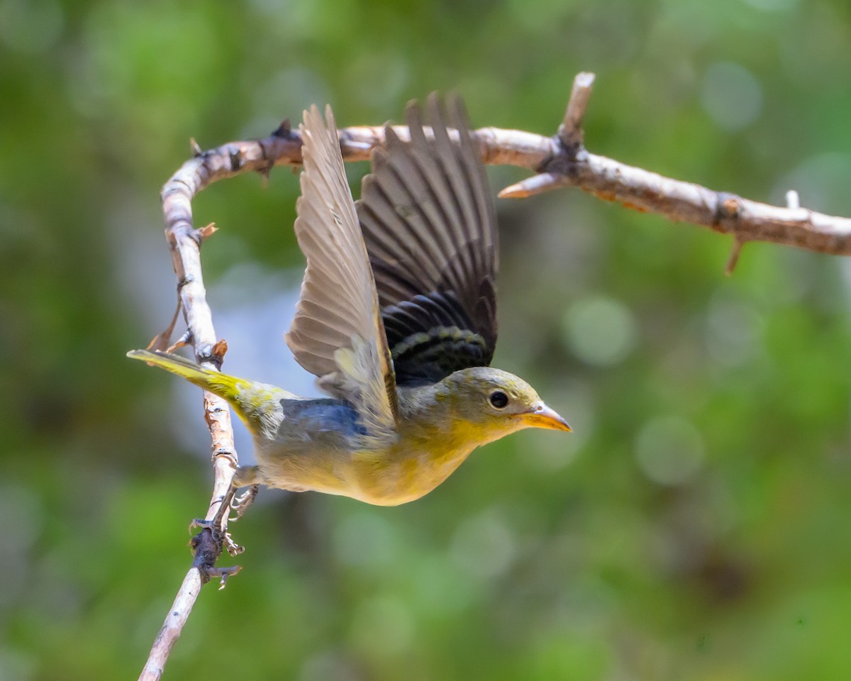 Western Tanager - ML641762078