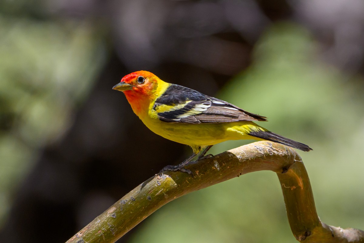 Western Tanager - ML641762084