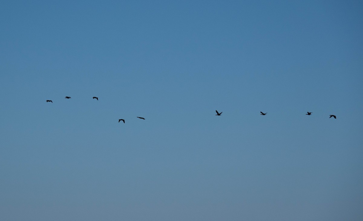Double-crested Cormorant - ML641762091