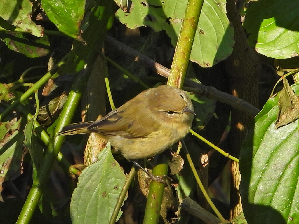 Common Chiffchaff - ML641762094