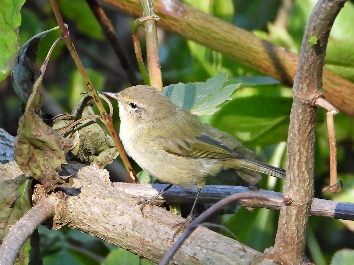 Common Chiffchaff - ML641762097