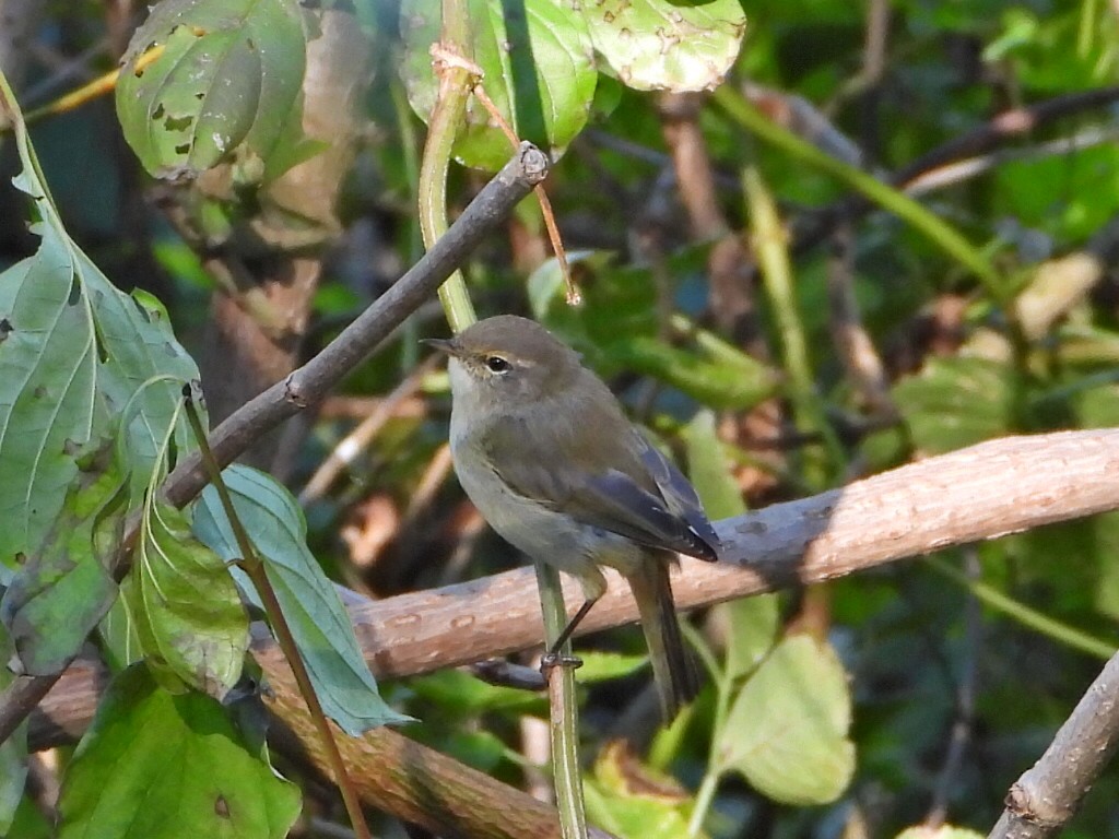 Common Chiffchaff - ML641762099