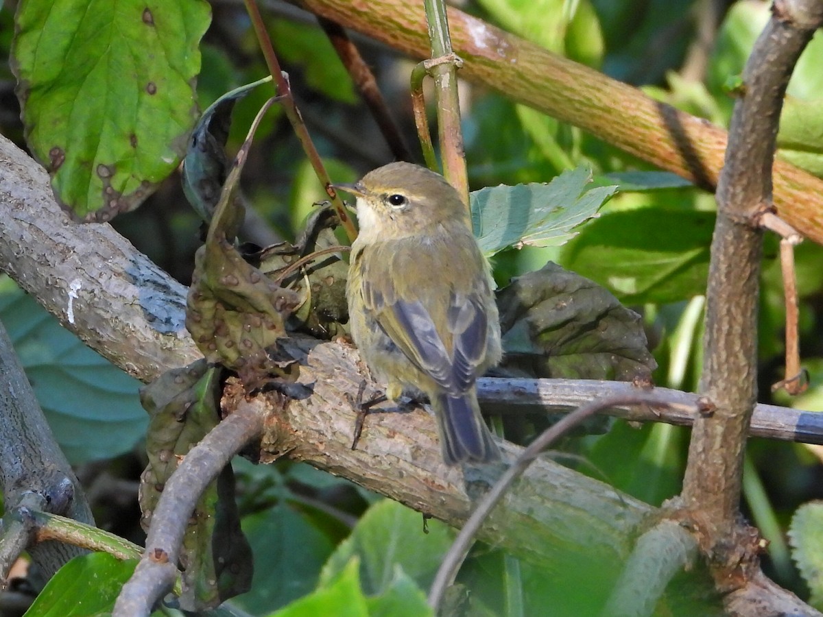 Common Chiffchaff - ML641762100