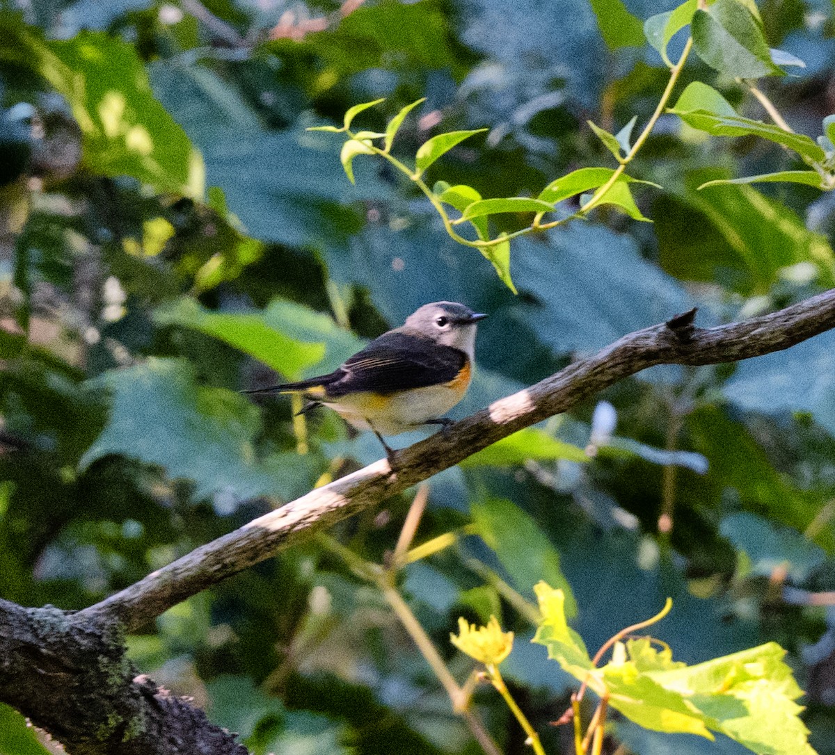 American Redstart - ML641762109