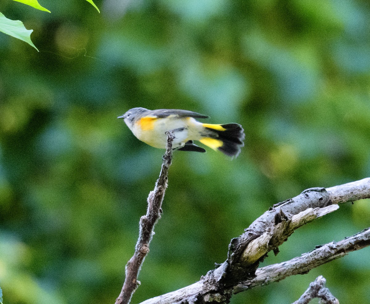 American Redstart - ML641762110