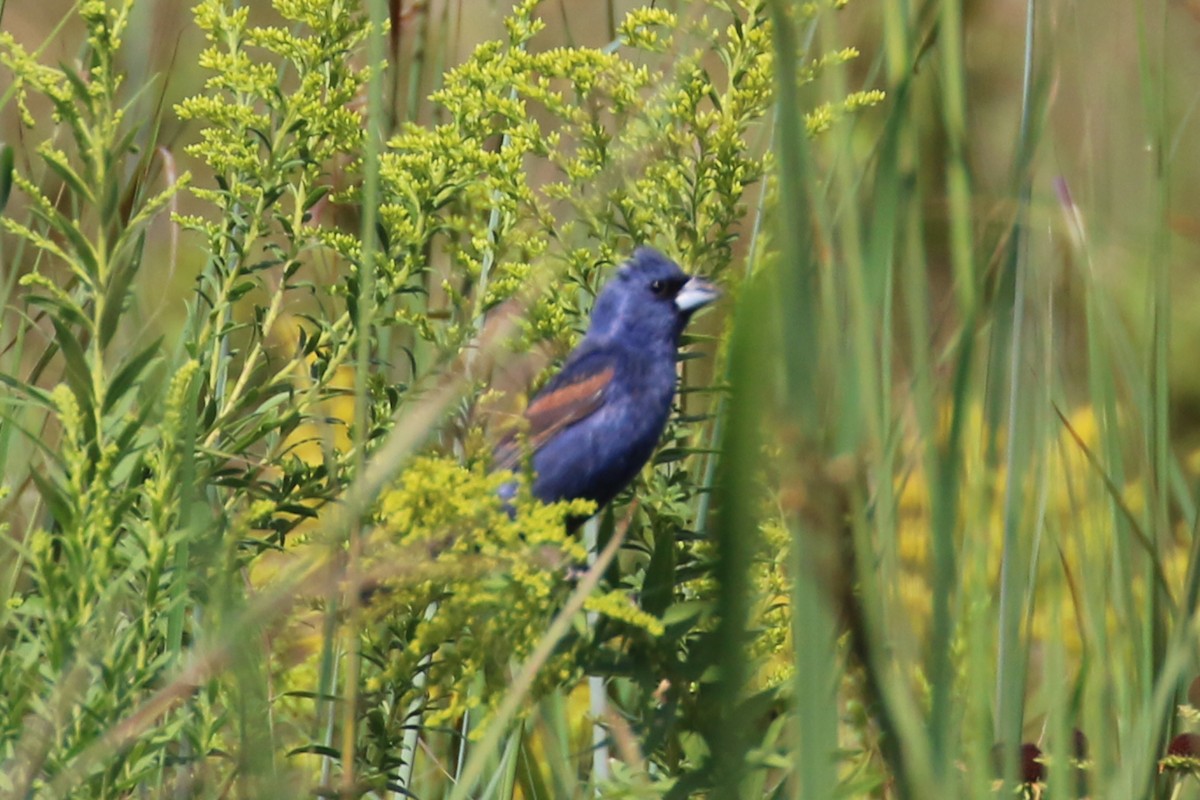 Blue Grosbeak - ML641762117