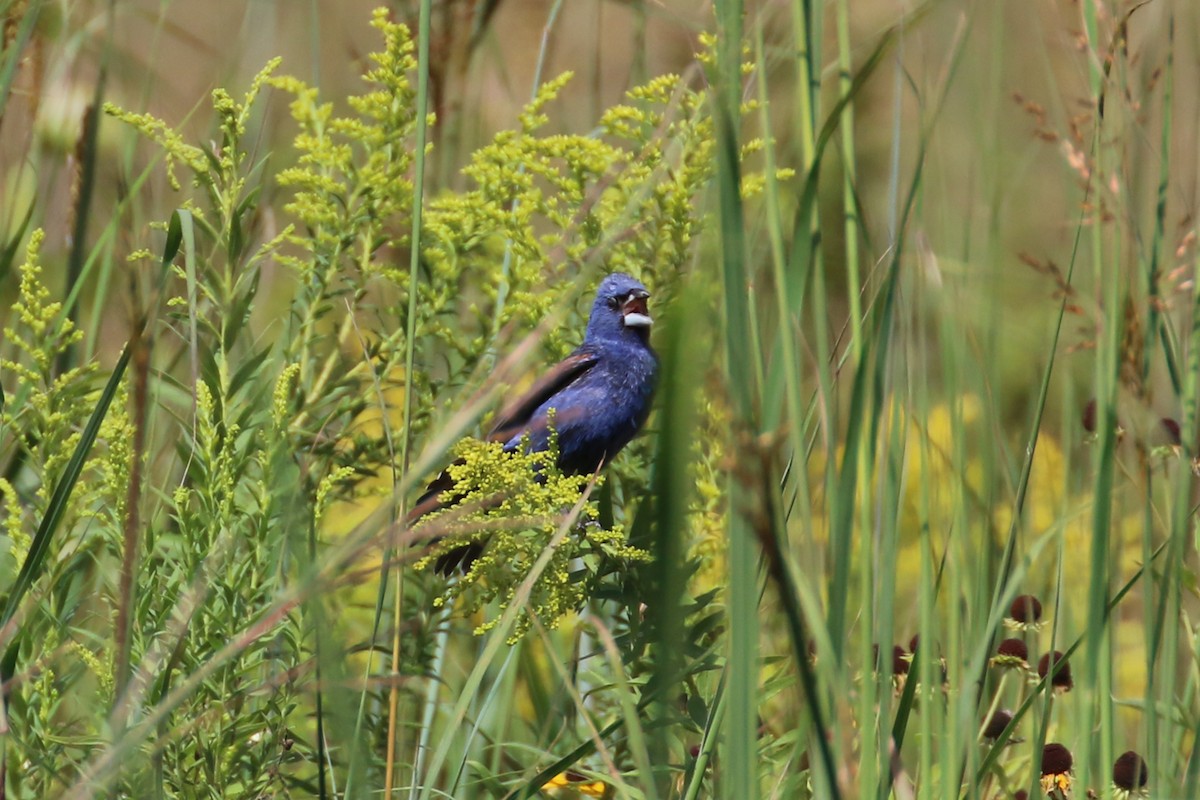 Blue Grosbeak - ML641762118